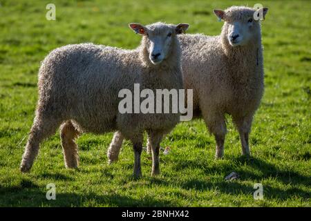 Moutons à Cotswold Lion (Ovis Aries) - une race rare originaire du Gloucestershire, apportée par des colons romains aux Cotswolds, au Royaume-Uni. Novembre. Banque D'Images