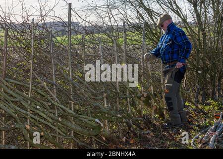 Pose traditionnelle de haies, Fosse Cross, Gloucestershire, Royaume-Uni. Novembre 2015. Banque D'Images