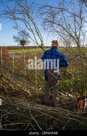 Pose traditionnelle de haies, Fosse Cross, Gloucestershire, Royaume-Uni. Novembre 2015. Banque D'Images