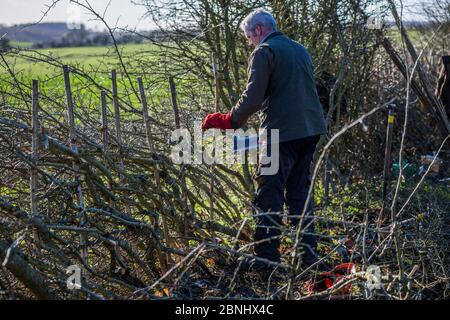 Pose traditionnelle de haies, Fosse Cross, Gloucestershire, Royaume-Uni. Novembre 2015. Banque D'Images