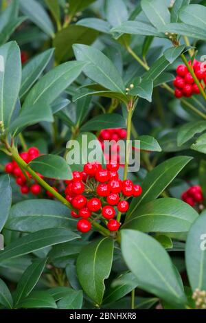 Skimmia japonica baies rouges dans le jardin, Norfolk, Angleterre, Royaume-Uni. Février. Banque D'Images