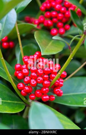 Skimmia japonica baies rouges dans le jardin, Norfolk, Angleterre, Royaume-Uni. Février. Banque D'Images