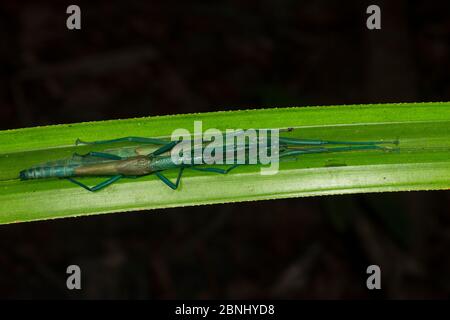 Insecte de la menthe poivrée (Megacrania batesii) sur une feuille de pandanus, Queensland, Australie. Banque D'Images