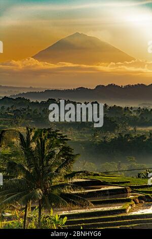 Mont Agung à l'aube avec terrasse de riz Jatiluwih en premier plan Bali Indonésie. Banque D'Images