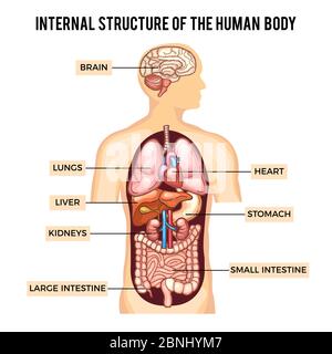 Systèmes du corps et des organes humains. Infographie vectorielle Illustration de Vecteur