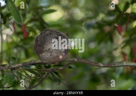 La queue rouge possum (Pseudochirops archeri) a été ramenée dans la forêt pendant la journée, Atherton Tablelands, Queensland, Australie. Banque D'Images