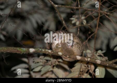 La queue rouge possum (Pseudochirops archeri) a été ramenée dans la forêt pendant la journée, Atherton Tablelands, Queensland, Australie. Banque D'Images