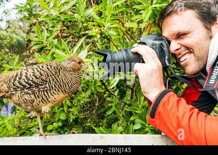 Homme photographiant la femelle Golden Pheasant (Chrysolophus pictus) sur banc à Tresco Abbey Gardens, îles de Scilly, Angleterre. Mai 2013. Modèle libéré. Banque D'Images