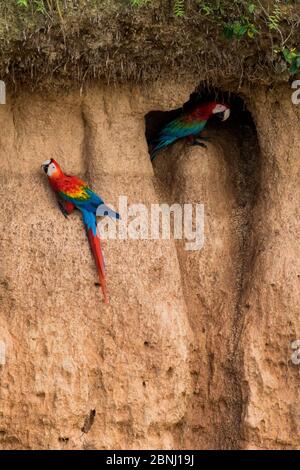 La macaw de écarlate (Ara macao) et la macaw rouge et verte (Ara chloroptera) mangeant de l'argile près de la rivière Tambopata, réserve de Tambopata, Madre de Dios, Pérou. Banque D'Images