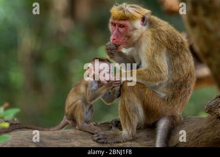 Toque macaque (Macaca sinica) alimentation de la mère, avec bébé, Parc national de Yala, province du Sud, Sri Lanka. Banque D'Images