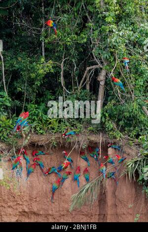 Les aras de écarlate (Ara macao) et les aras rouges et verts (Ara chloroptera) à la poussette à argile près de la rivière Tambopata. Réserve de Tambopata, Madre de Dios, P Banque D'Images