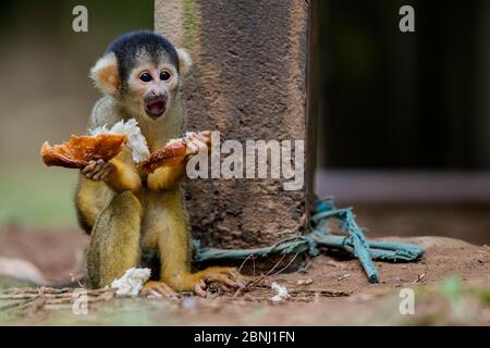 Bébé de singe commun d'écureuil (Saimiri sciurus), illégalement pris de la nature et maintenu attaché comme animal de compagnie dans une communauté indigène dans l'Am péruvien Banque D'Images