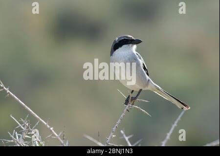 Grande crevette grise (Lanius excubitor), Fuerteventura, Îles Canaries, Espagne, décembre. Banque D'Images