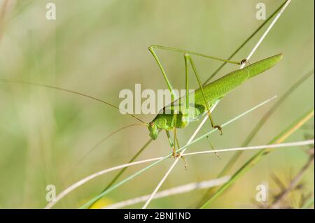 Criquet-cricket à faucille (Phaneroptera falcata), Bavière, Allemagne, juillet. Banque D'Images