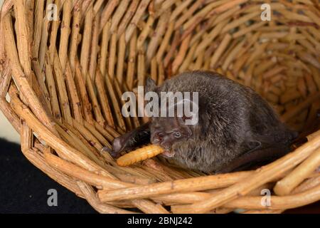 Barbastelle bat (Barbastella barbastellus) une chauve-souris rare au Royaume-Uni, mangeant un ver de viande à North Devon Bat Care, Barnstaple, Devon, Royaume-Uni, octobre 2015. Banque D'Images