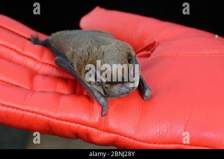 Noctule bat (Nyctalus noctula) 'Nico', résident de longue durée, endommagé au cerveau, tenu dans une main, North Devon Bat Care, Barnstaple, Devon, Royaume-Uni, juin 2016. Modèle Banque D'Images