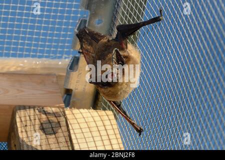 La chauve-souris sérotine (Eptesicus serotinus) secourue au repos et en écholoquant sur les fils d'une cage de vol où sa récupération et sa capacité de voler sont testées Banque D'Images