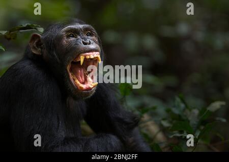 Chimpanzé de l'est (Pan troglodytes schweinfurtheii) mâle 'Fudge' âgé de 15 ans bâillant - portrait. Parc national de Gombe, Tanzanie. Mai 2012. Banque D'Images