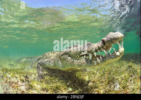Crocodile américain (Crocodylus acutus) péninsule du Yucatan, Mexique Banque D'Images