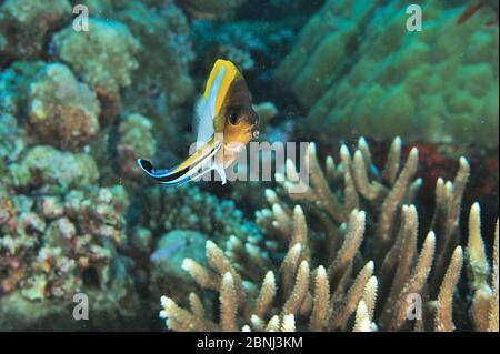 Le butterflyfish pyramidal (Hemitaurichthys polylepis) est nettoyé par un bareïste commun (Labroides dimidiatus) Palau, mer des Philippines Banque D'Images