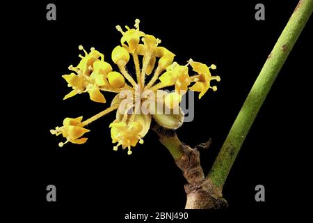 Fleur d'un cornus (Mas Cornus) (Kornelkirsche) photo macro Banque D'Images