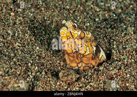 Bonapart / Napoleon Snake anguille (Ophichthus bonaparti) tête en collant hors du sable, mer de Sulu, Philippines Banque D'Images