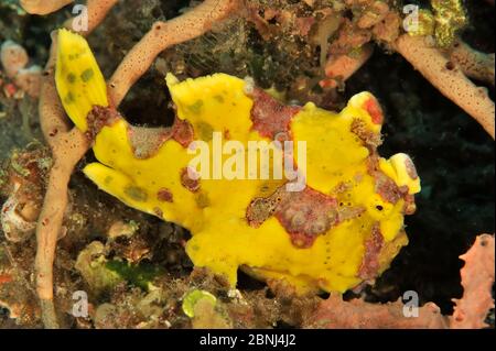 Peau de Wartskin / Fouglain de guerre (Antennarius maculatus) Mer de Sulu, Philippines Banque D'Images