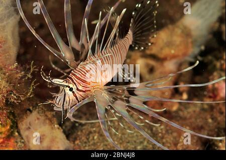 Poisson-lionfish (Pterois antennata) juvénile, mer de Sulu, Philippines Banque D'Images