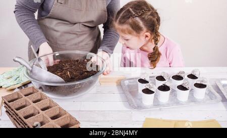 Petite fille aidant à planter des graines d'herbes dans de petits contenants pour un projet homeschool. Banque D'Images