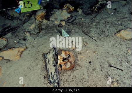 Crâne maya, peut-être le résultat du sacrifice humain aux dieux que la culture maya a fait et ensuite jeté dans le cenote, l'ère pré-hispanique, Punta Laguna Cenote Banque D'Images