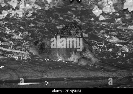 Mère de castor eurasien (fibre de Castor) reposant sur les rives de la rivière Otter la nuit alors que l'une de ses cinq kits monte sur son dos, Devon, Royaume-Uni, juillet. Banque D'Images