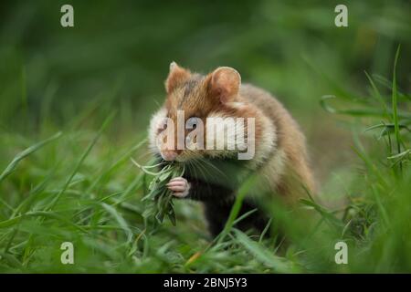 Hamster européen (Cricetus cricetus) se nourrissant dans l'herbe, Vienne, Autriche. Banque D'Images