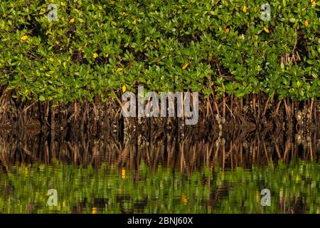 Mangrove rouge (Rhizophora mangle), Parc national des Everglades, Floride, États-Unis, janvier. Banque D'Images