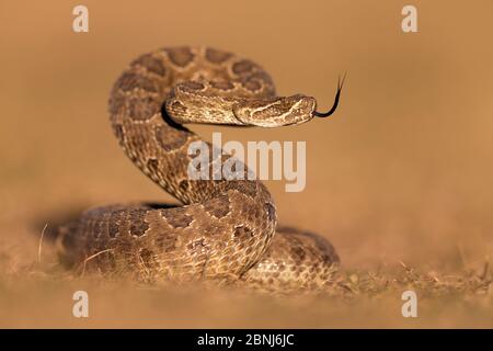 Crotale des prairies (Crotalus viridis viridis), affichage de la menace, le Dakota du Sud, USA Septembre. Banque D'Images