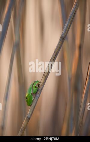 Grenouille des arbres (Hyla arborea) assise à roseau, Lac Neusiedl, Autriche , avril. Banque D'Images