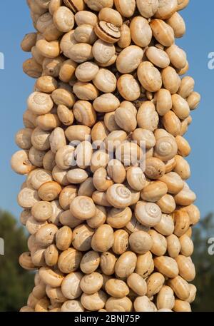 / Escargot escargot Theba pisana (Dune) regroupés en masse sur la végétation pendant la saison sèche pour éviter les températures chaudes au niveau du sol, Camargue, France Banque D'Images