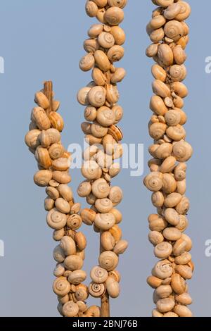 / Escargot escargot Theba pisana (Dune) regroupés en masse sur la végétation pendant la saison sèche pour éviter les températures chaudes au niveau du sol, Camargue, France Banque D'Images