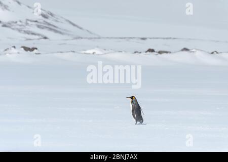 Manchot solitaire (Aptenodytes patagonicus) marchant sur la neige couverte de la plaine de Salisbury, île de Géorgie du Sud, Antarctique, régions polaires Banque D'Images