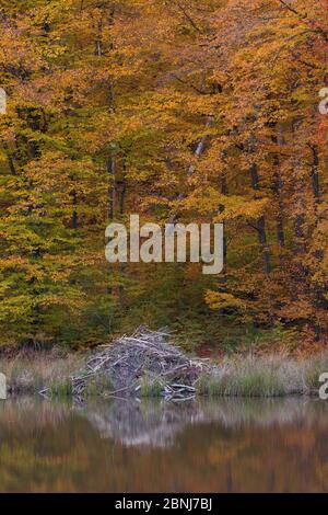 Beaver Lodge de European Beaver (fibre de Castor) en automne, Lodge couvert de boue pour la protection contre les intempéries en hiver , Spessart, Allemagne, octobre. Banque D'Images