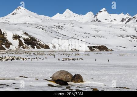 Phoque du Sud de l'éléphant (Mirounga leonina) femelle et pupe sur la neige, pingouins roi derrière, Salisbury Plains, South Georgia Island, Antarctique, Polar Regio Banque D'Images