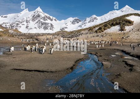 Pingouins du roi (Aptenodytes patagonicus), baie de la baleine droite, île de Géorgie du Sud, Antarctique, régions polaires Banque D'Images