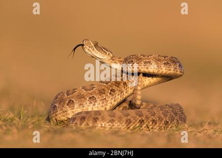 Crotale des Prairies (Crotalus viridis viridis), menace, Dakota du Sud, États-Unis septembre. Séquence 3 de 3 Banque D'Images