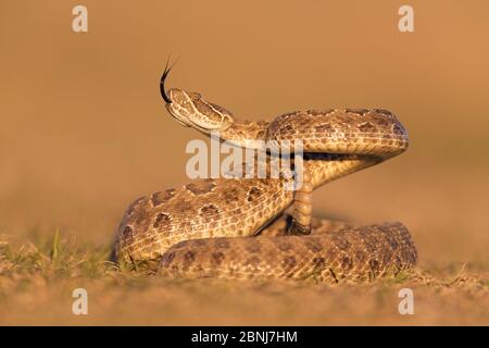 Crotale des Prairies (Crotalus viridis viridis), menace, Dakota du Sud, États-Unis septembre. Séquence 2 de 3 Banque D'Images