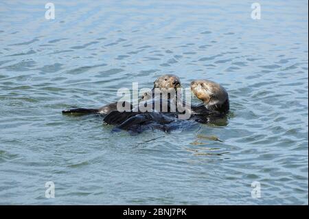 Mère et grand cub de la loutre de mer (Enhydra lutris) à la surface de la mer, Moss Landing, Californie, États-Unis Banque D'Images