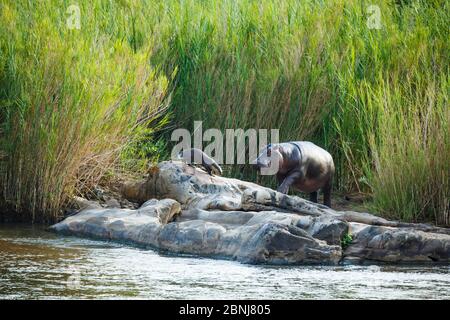 Loutre sans clawne (Aonyx capensis) et Hippopotamus (Hippopotamus amphibius) sur la rive, parc national Kruger, Afrique du Sud, province de Mpumalanga, Sud Banque D'Images