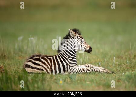 Zebra (Equus quaggai) foal couché, Réserve naturelle de Rietvlei, province de Gauteng, Afrique du Sud, novembre. Banque D'Images