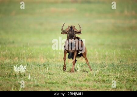 Réserve naturelle de Rietvlei, province de Gauteng, Afrique du Sud, novembre. Banque D'Images