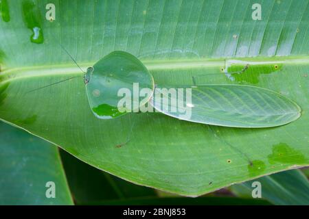 Mantis à mimétisme des feuilles (Choerderodis rhombicollis) camouflées sur une feuille, péninsule d'Osa, Costa Rica Banque D'Images