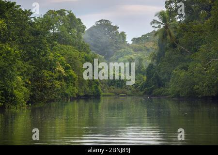 Forêt tropicale dense entourant la bouche de l'estuaire, parc national de Corcovado, péninsule d'Osa, au Costa Rica Banque D'Images