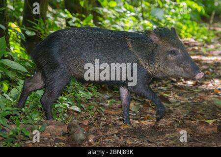 Peccary à col (Tayassu tajacu) Parc national de Corcovado, péninsule d'Osa, Costa Rica, Banque D'Images